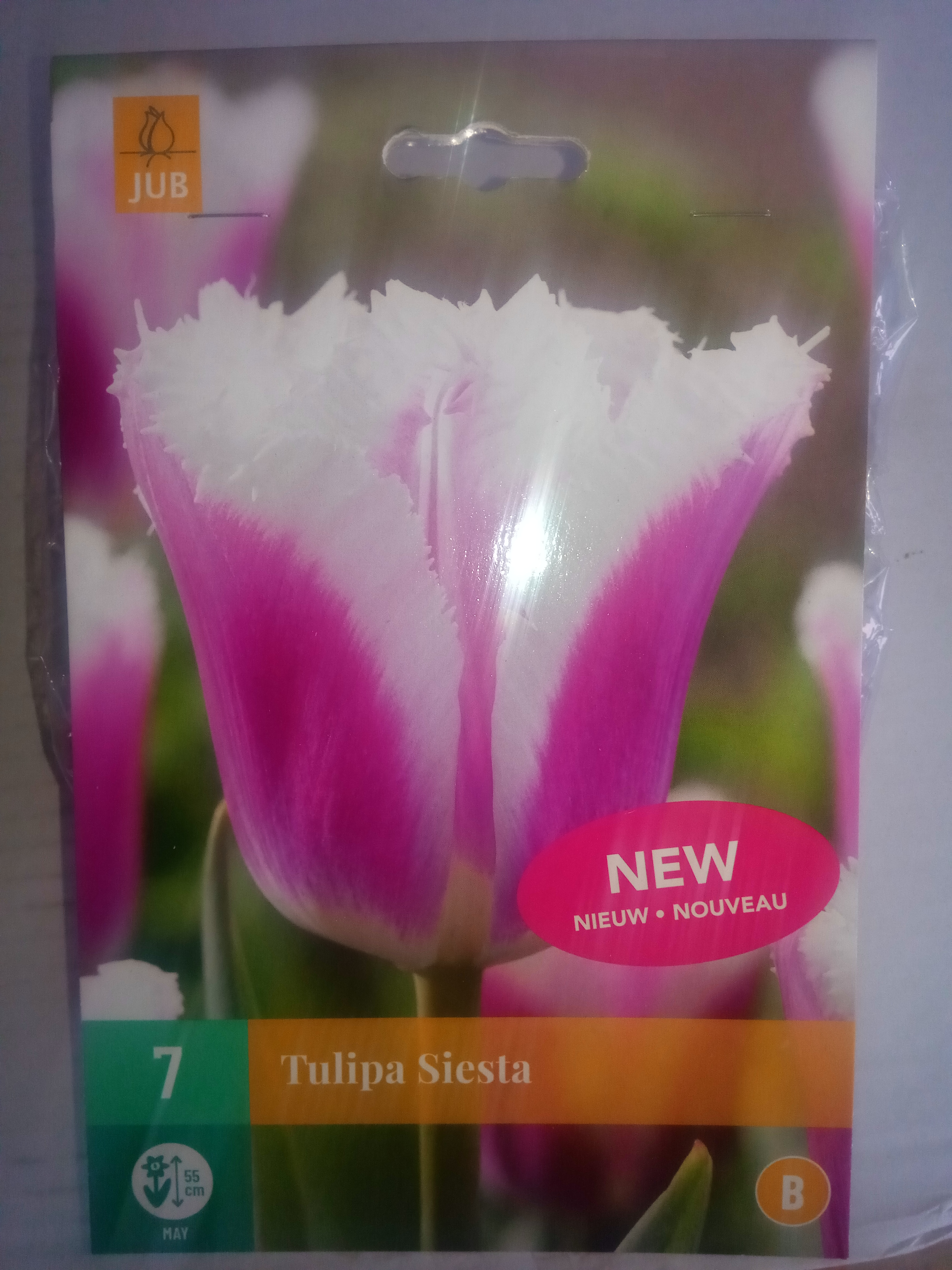 Tulipán Siesta