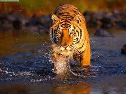 Pripravme sa na rok Jang vodného tigra 2022!