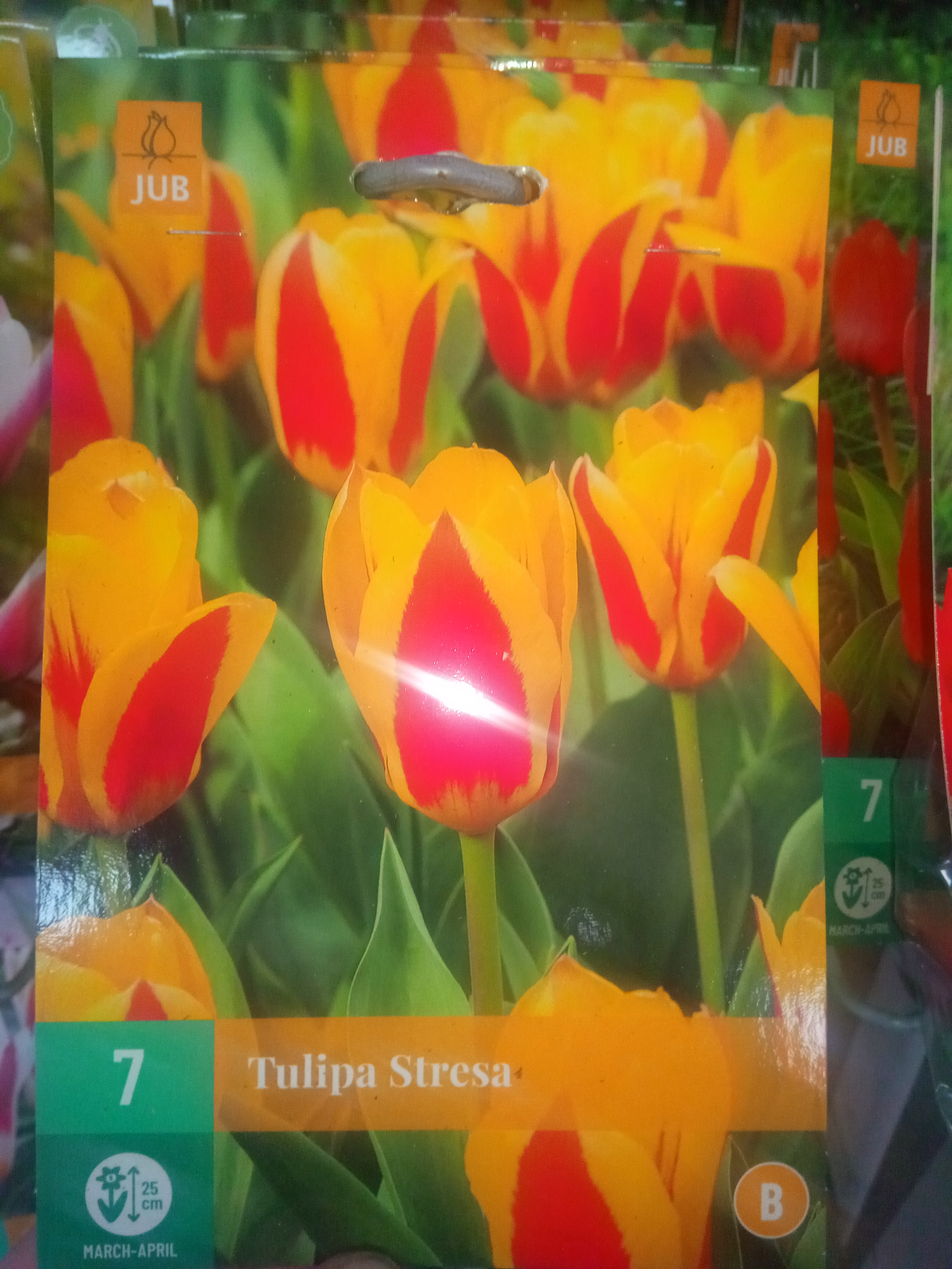 Tulipán Stresa