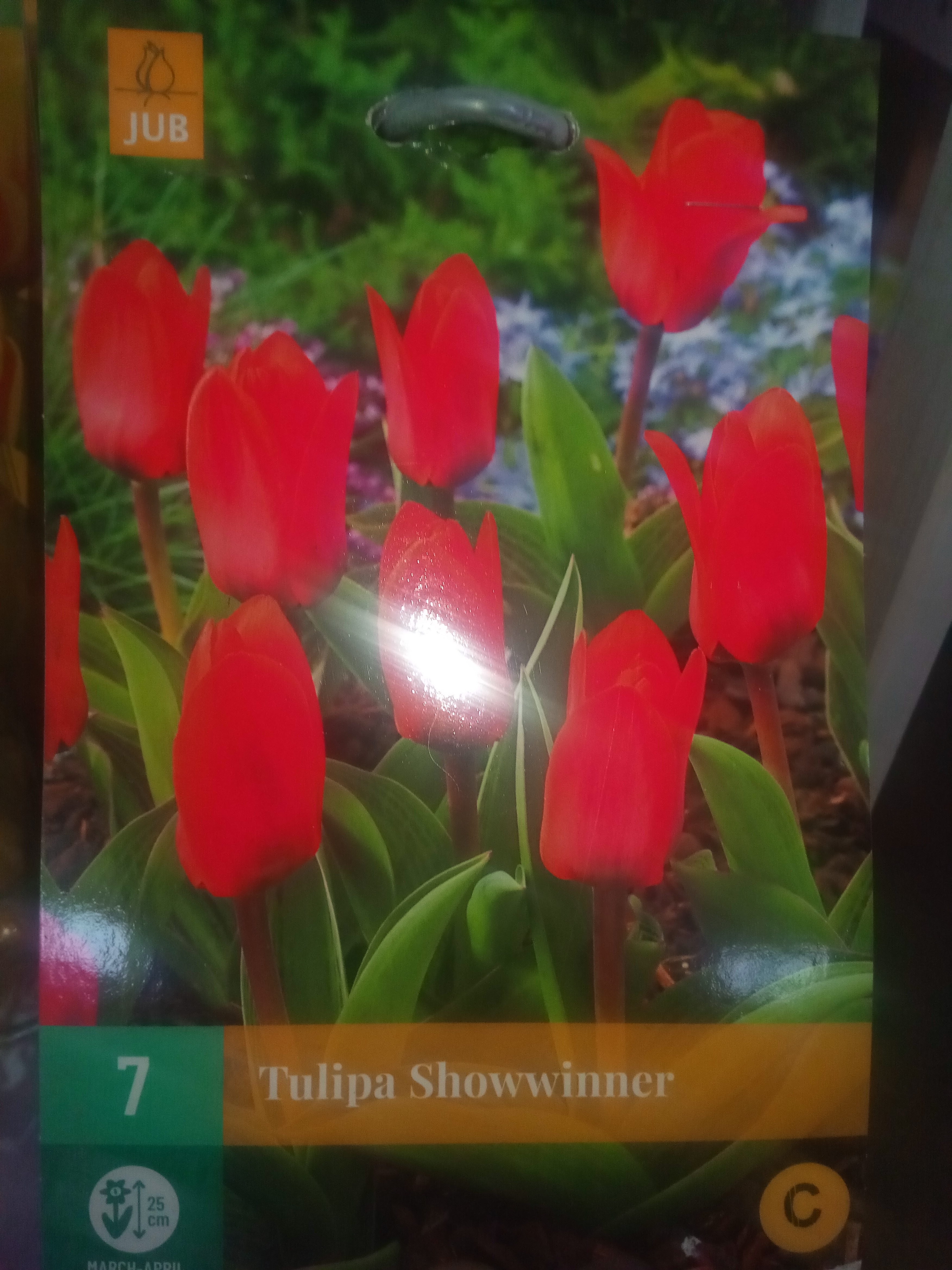 Tulipan SHOWWINNER