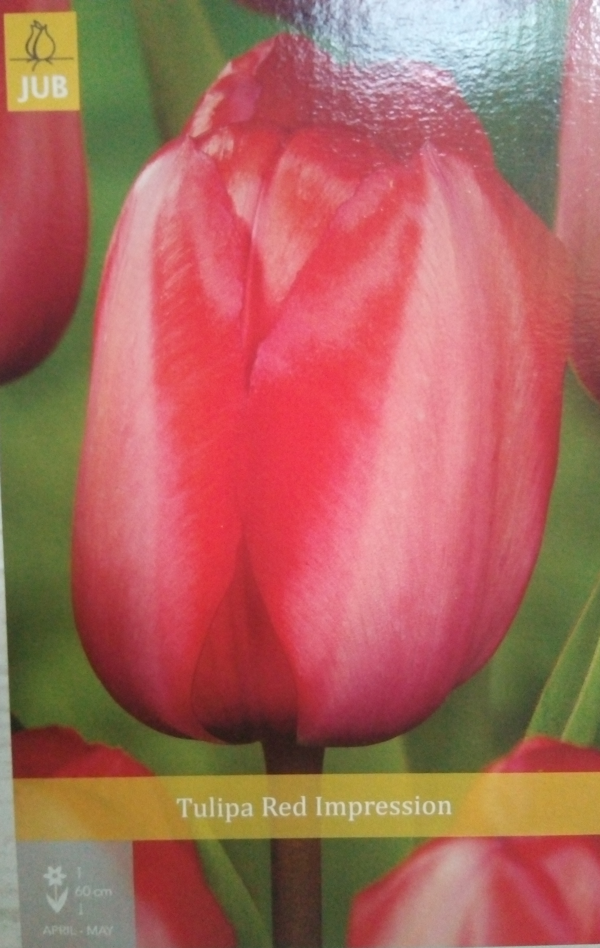Tulipán Red Impresion